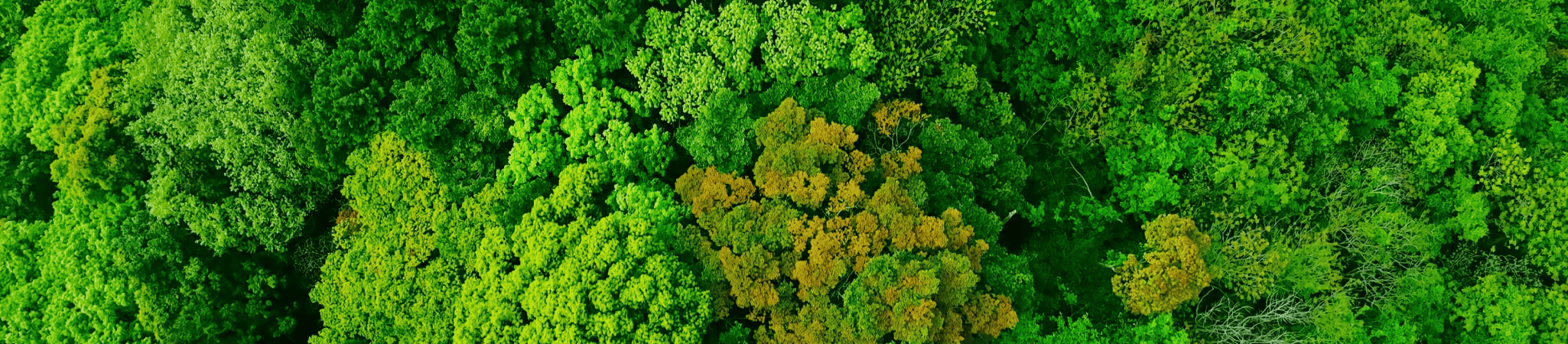 Sustainability Hero Alt Text